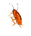 cockroachdancingcockroach Discord Emoji