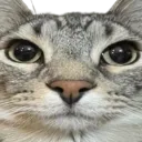 cat_investigating