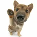 bf_pupwave