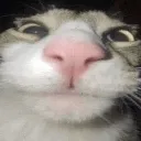 whe