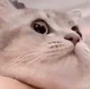 xx_kittywtf Discord emoji