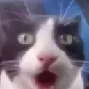 LCB_stupidcat