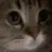 SL_CatMeow