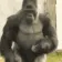 ELY_gorillatime