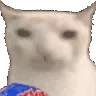cat_eatChips