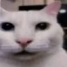 cat_concerned