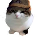 gatto