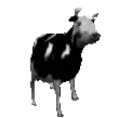 cowjam