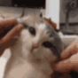 catsqueeshy