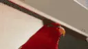 birbjima birbjima