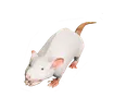 rat