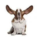 funnydog