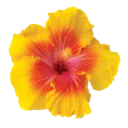 tropic_flower2