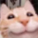 CattoHehe