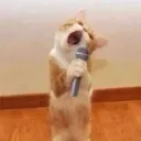Catsing