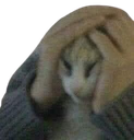 catstressed Discord emoji