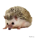 hedhehog
