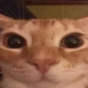 meow