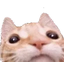 catStare