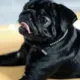 silly3Puggerfaust silly3Puggerfaust