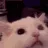 CattoAwaken