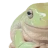 phrog1