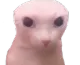 bingus