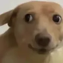 Doggie