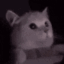 flashbangcat