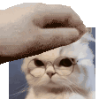 catpat