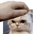 catpat