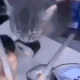 catstealing