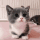 kittywalk