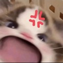 catmad