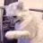 ysp_cat_swag
