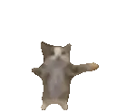CatYIPPEE