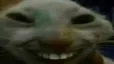 xdd xdd