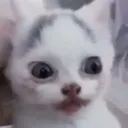 BJ_KittenStun BJ_KittenStun