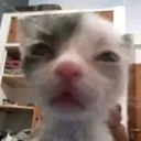 BJ_KittenUhm