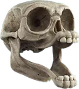 skullpog