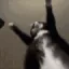 tvJiggle