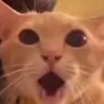 SM_Catomg