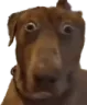 wtfdog
