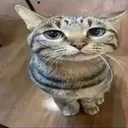 whattheflip