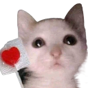 lovecat Discord emoji