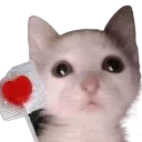 lovecat