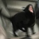 CatScrem