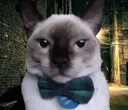 gatofino