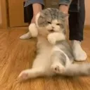 cat_drag