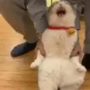 cat_scream